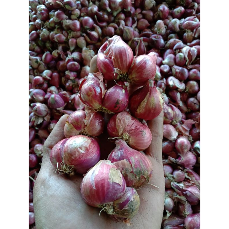 

BAWANG MERAH Campur 500g dan 1kg
