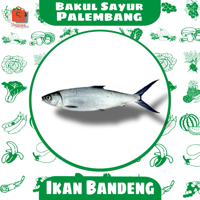 

ikan bandeng (PALEMBANG)