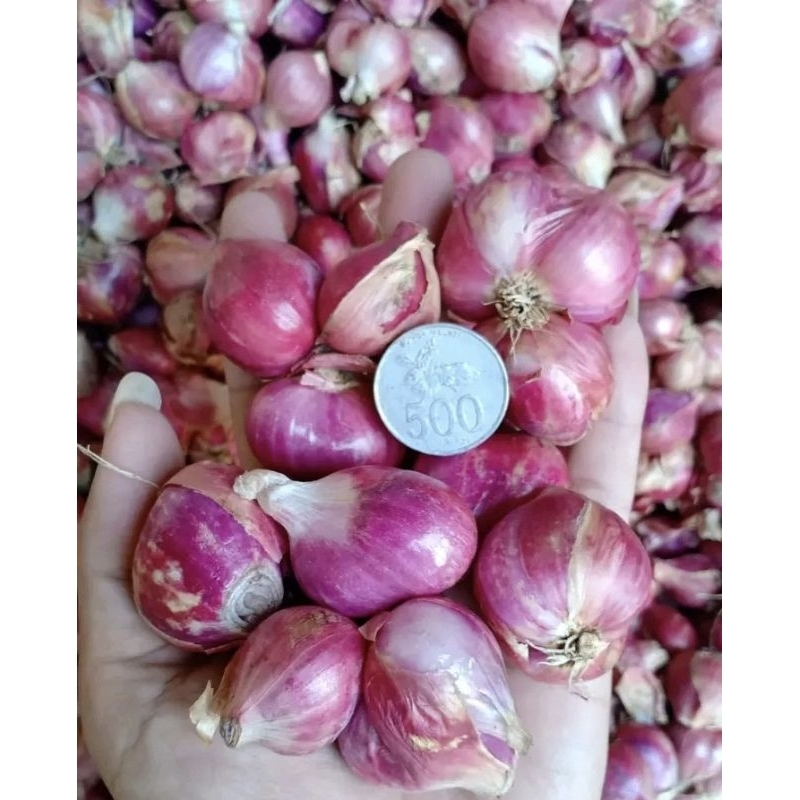 

bawang merah brambang