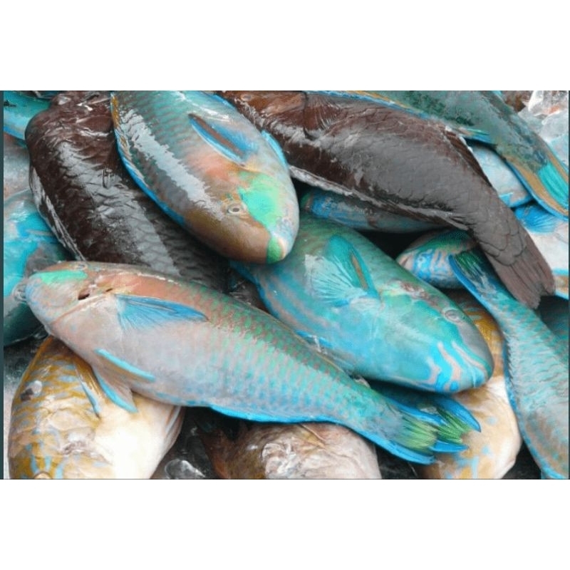 

ikan kakatua 1kg