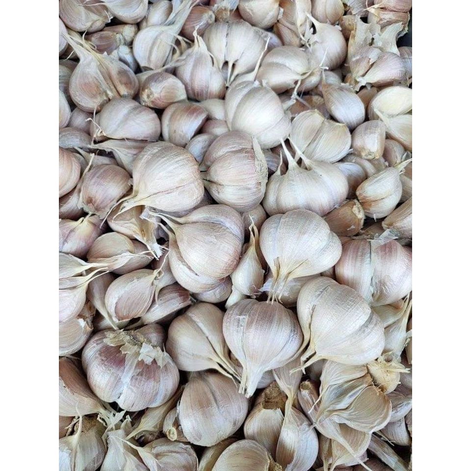 

BAWANG PUTIH KATING TANPA BONGGOL SEGAR ALAMI - 1KG