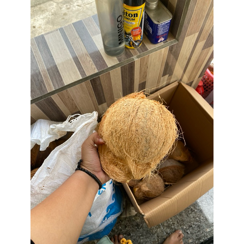 

KELAPA TUA SIAP MASAK SUPER BESAR