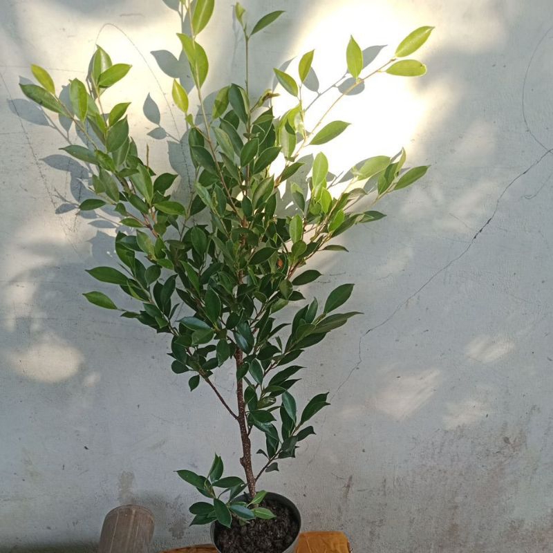 kimeng turun cangkok