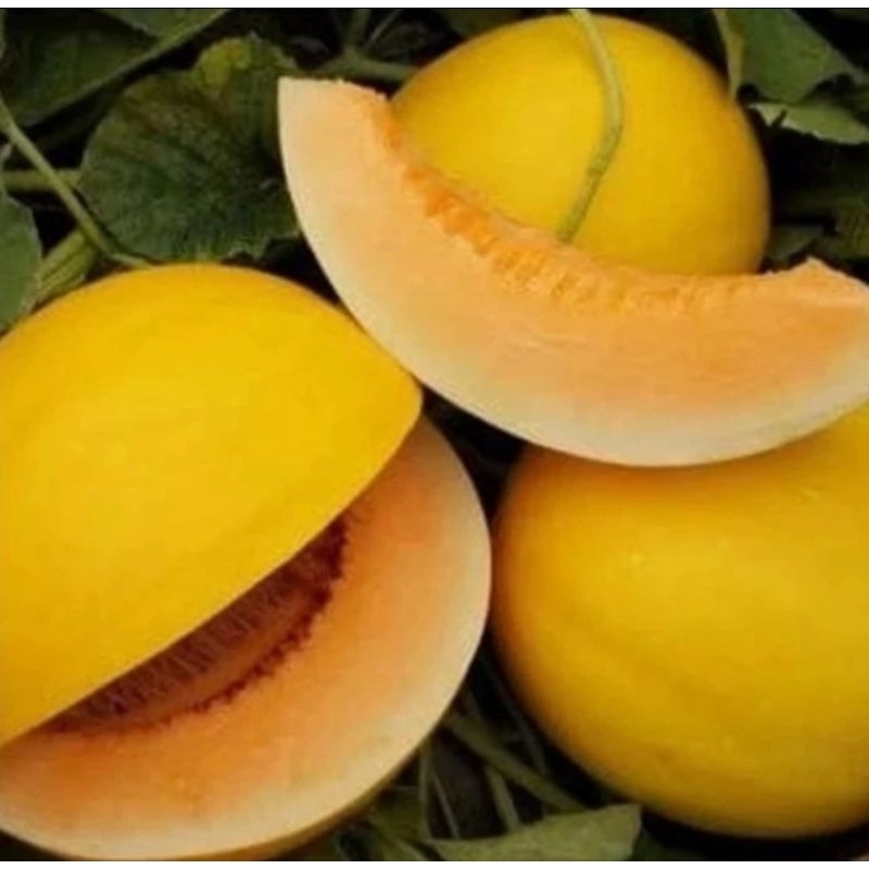 100 Benih Bibit Biji Melon GOLDEN APOLLO SWEET F1, import, Premium Hibrida Seeds Super Manis