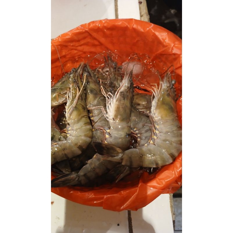 

udang besar big fresh 500gram