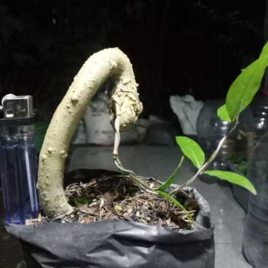 Tanaman anting putri bahan bonsai program akar