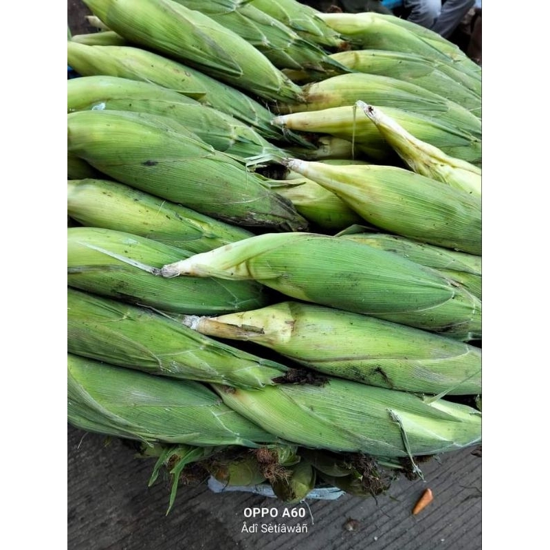 

Jagung Manis Segar
