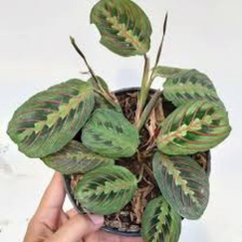 Tanaman Calatea Kepiting