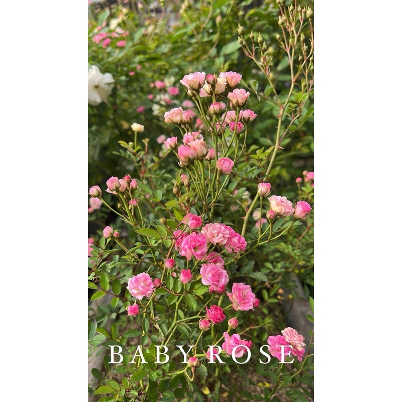 

Baby Rose edible flower