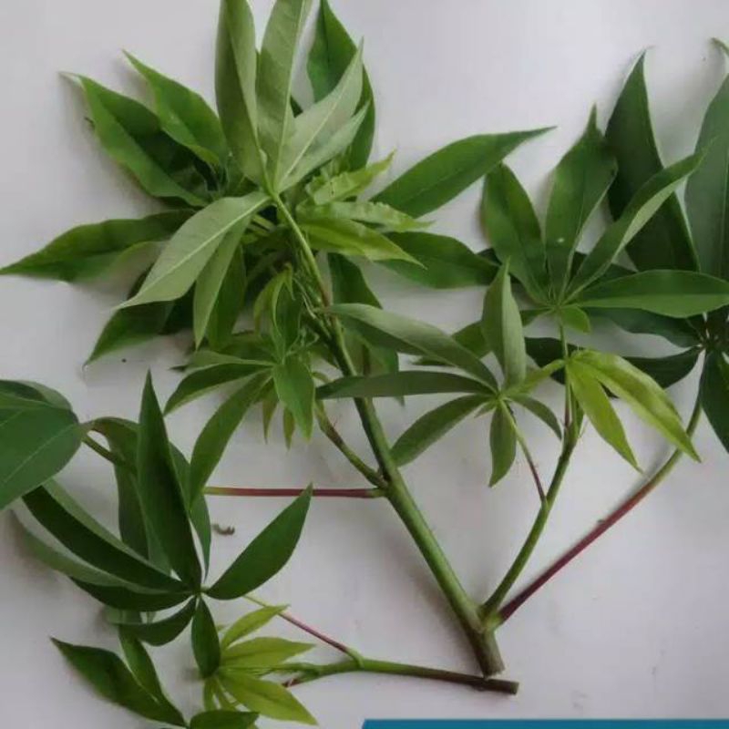 

Daun randu atau daun kapuk petik langsung segar 500 gram