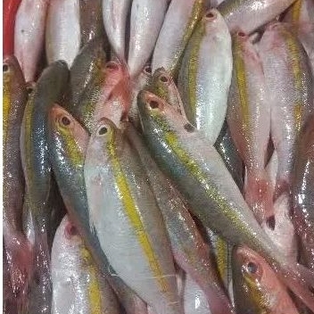 

Ikan Pisang Pisang 500gr