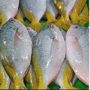

Ikan Ekor Kuning 500gr