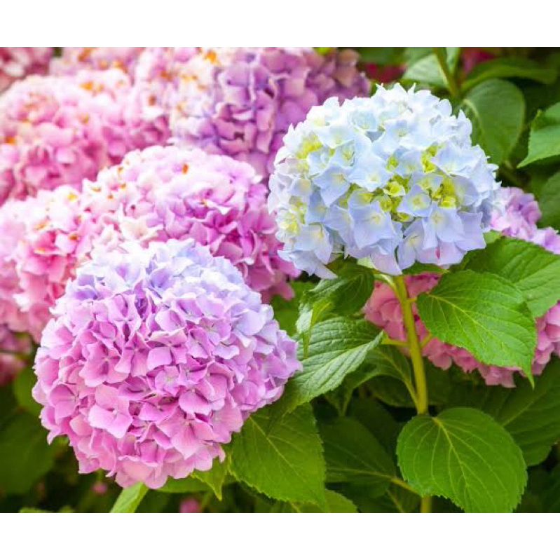 bibit bunga hortensia /pancawarna