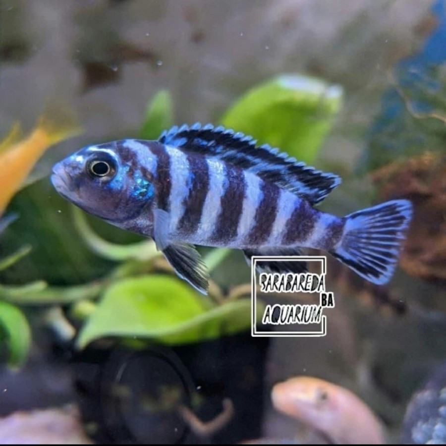 Ikan Hias Cichlid Demasoni -+ 7 cm Ikan Air Tawar Aquarium Aquascape