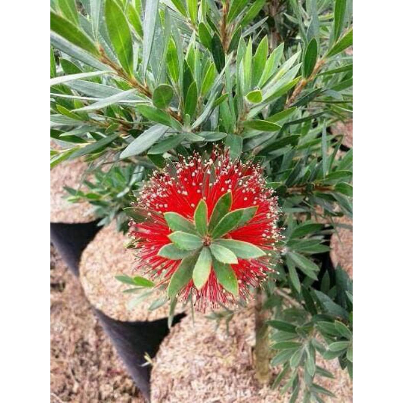 TANAMAN HIAS SIKAT BOTOL SUPER SIKAT BOTOL MURAH bibit sikat botol