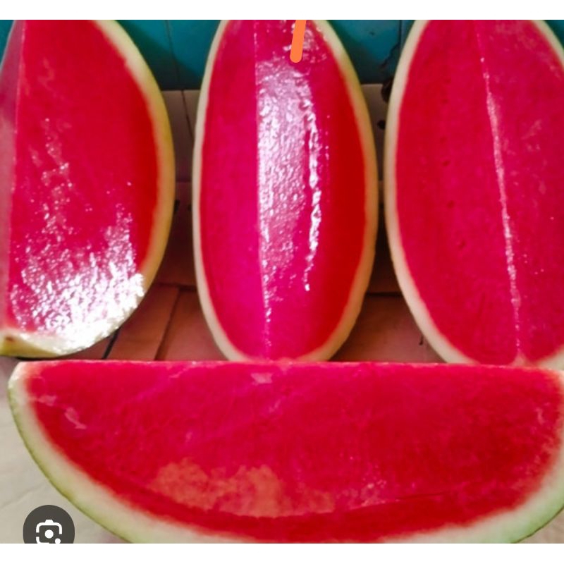 2 Biji Benih Semangka Tanpa Biji