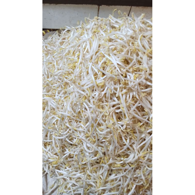 

toge besar/ bangkok berat 500grm