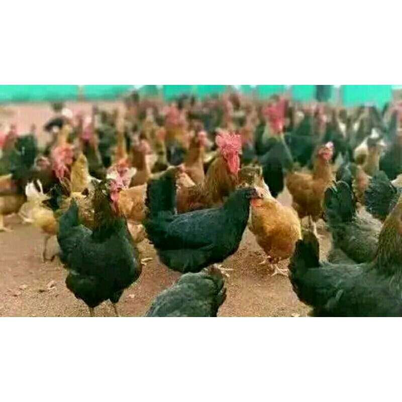 

telur ferti ayam bp2 x bp3.( blavk permud ) untuk di tetaskan harga 1. butir telur