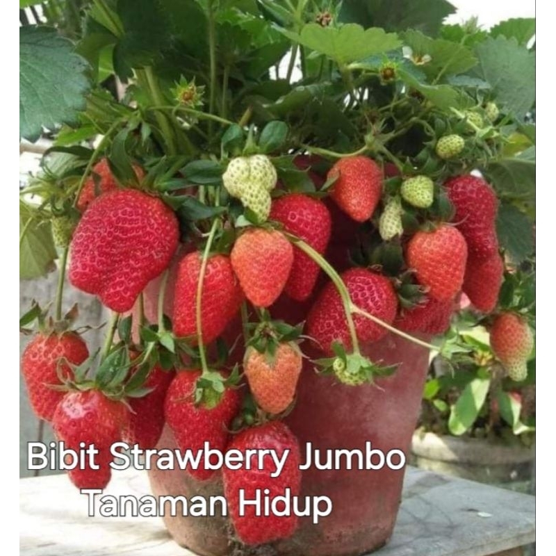 Bibit Strawberry Jumbo