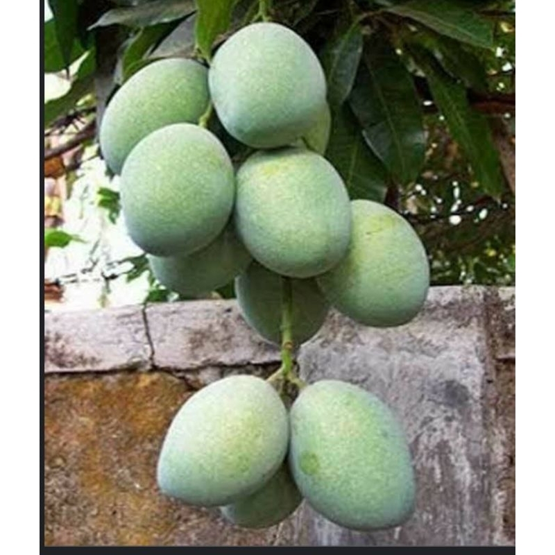 

mangga manalagi/mangga mana lagi