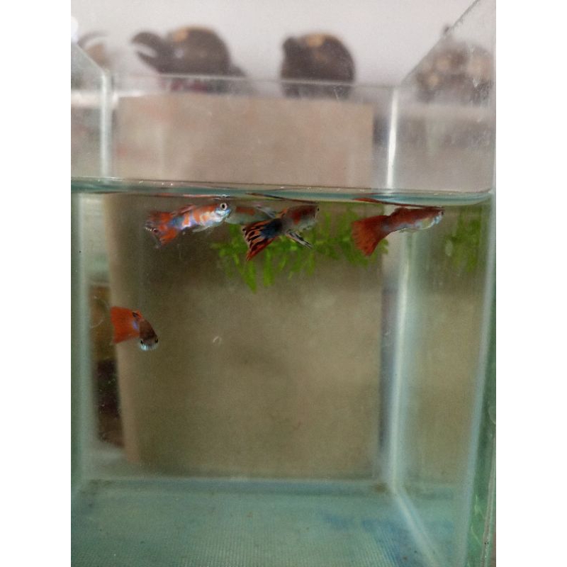 Guppy Dragon Cendolan Pemesanan Instan