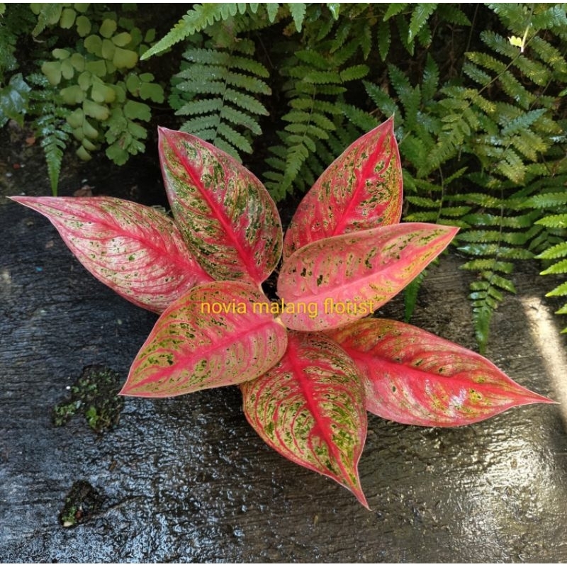 AGLAONEMA LEGACY TULANG IKAN