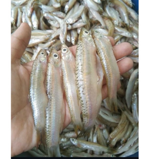 

ikan seluang bersih