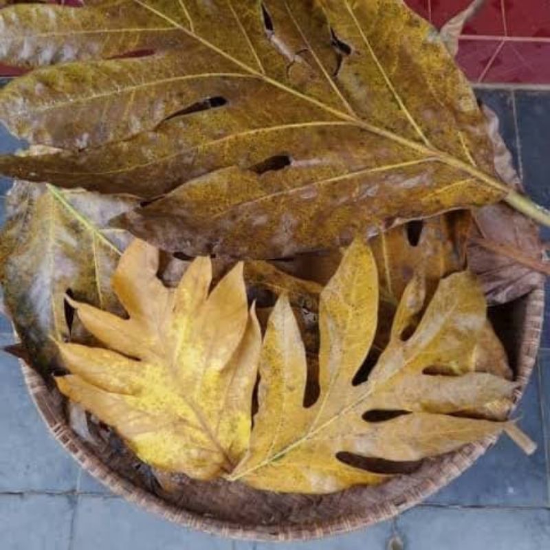 

Daun sukun kering organik 250 gram