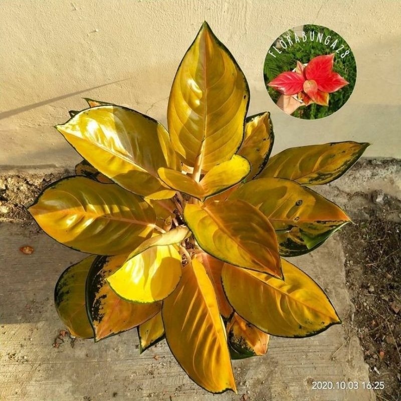 promo tanaman hias anakan aglonema SB sultan brunai