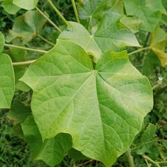 

Daun Jaraak Segar, Daun Jarakk Pagar. Harga per-lembar