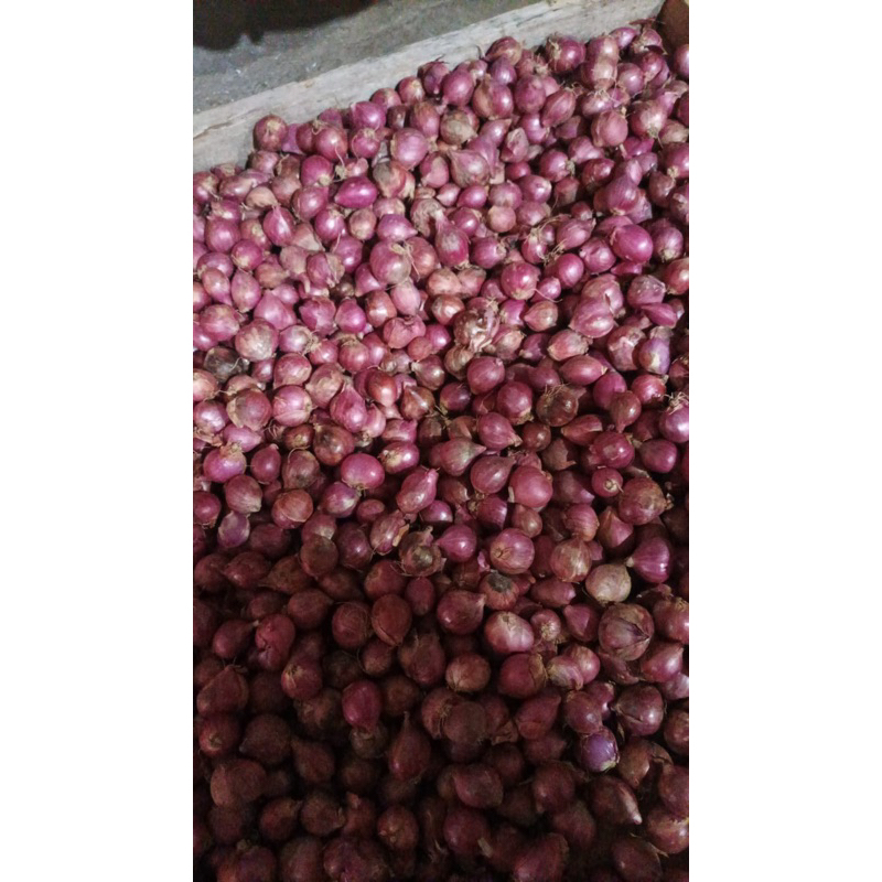 

BAWANG MERAH PROBOLINGGO ORI SUPER 1 kg 28k