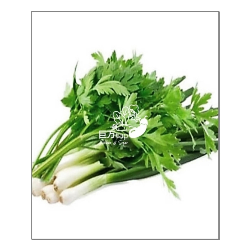 

DAUN BAWANG SELEDRI SEGAR DAN HEMAT KYOMANTAP 100 GRAM - 250 GRAM