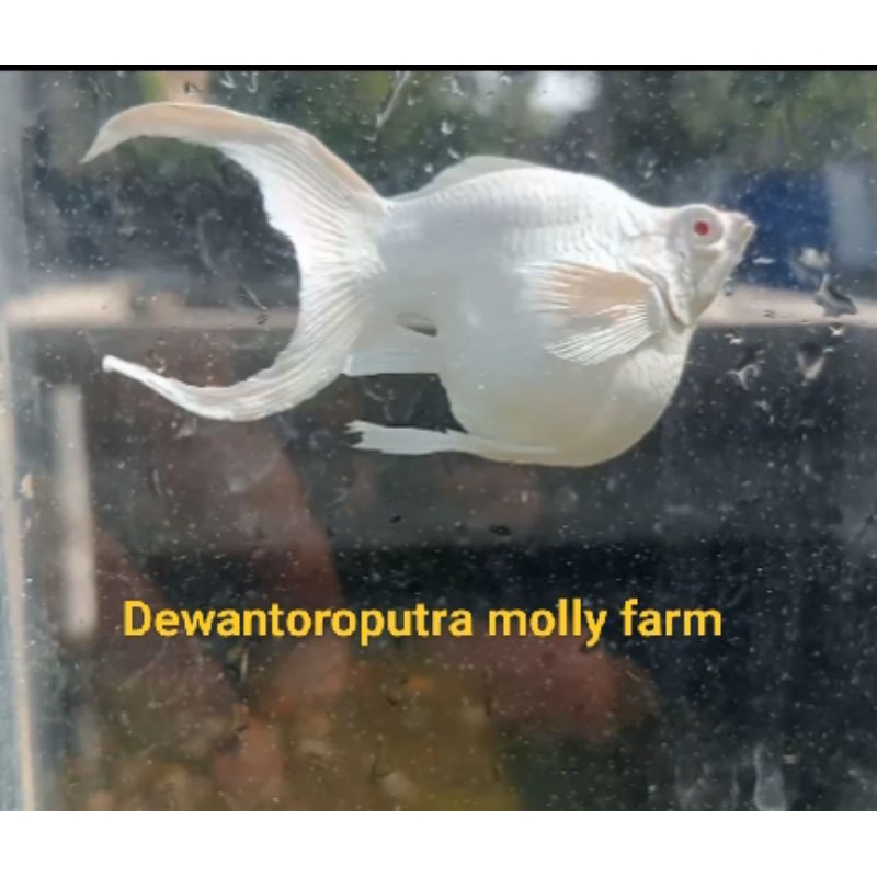 molly balon albino Cawang/liretail