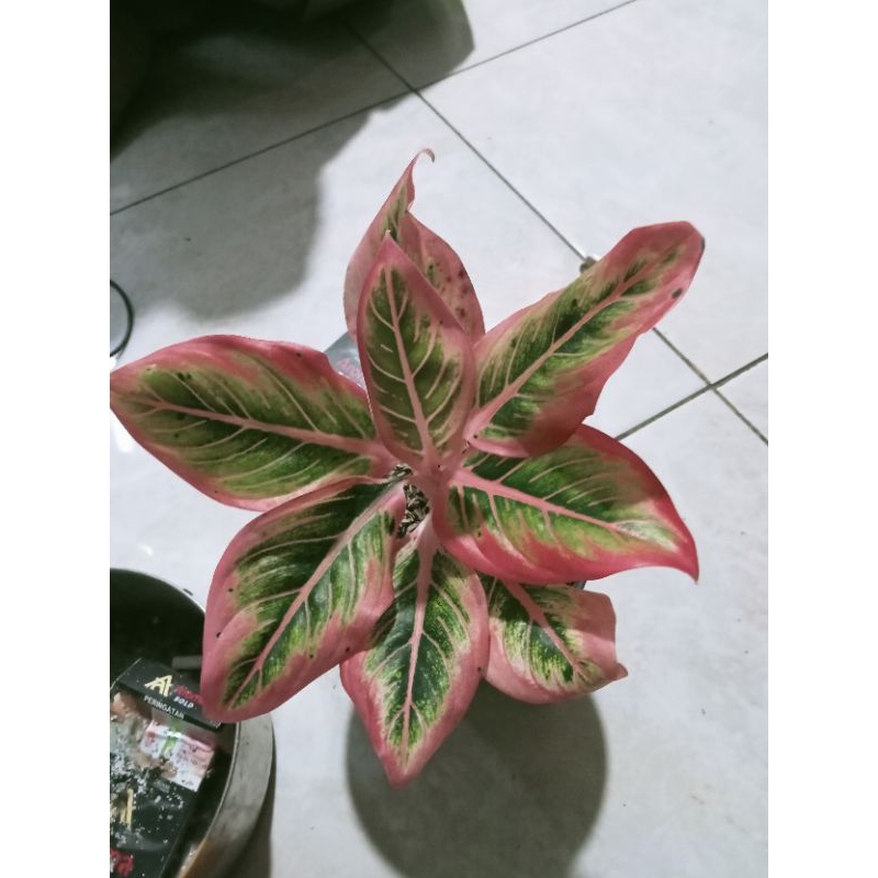 aglonema lotus delight