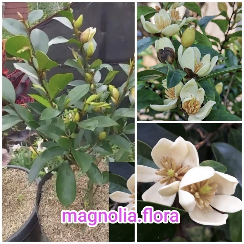 [BESAR] Magnolia figo / cempaka cempoko mulyo mulya mulia putih bibit tanaman hias bunga harum wangi