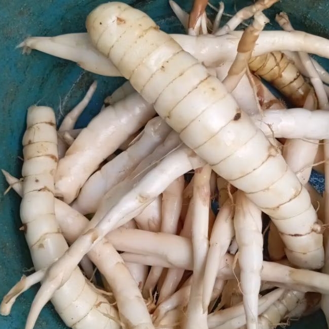 

Umbi Garut umbi sagu Segar 500 gram