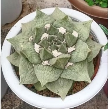 TANAMAN HIAS KAKTUS ARIOCARPUS