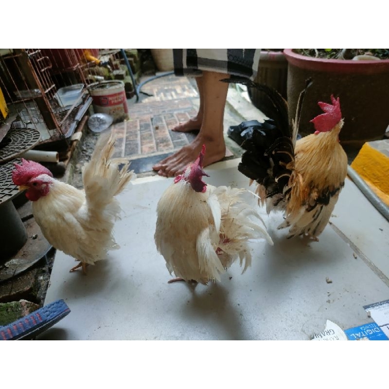 ayam serama asli jantan dan betina