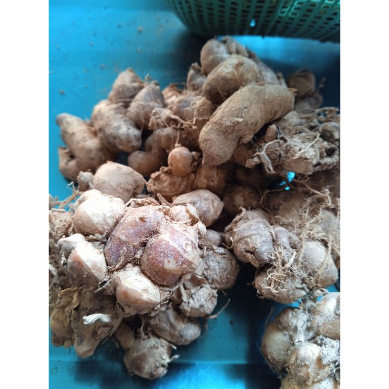 

KENCUR 1KG ASLI GUNUNG