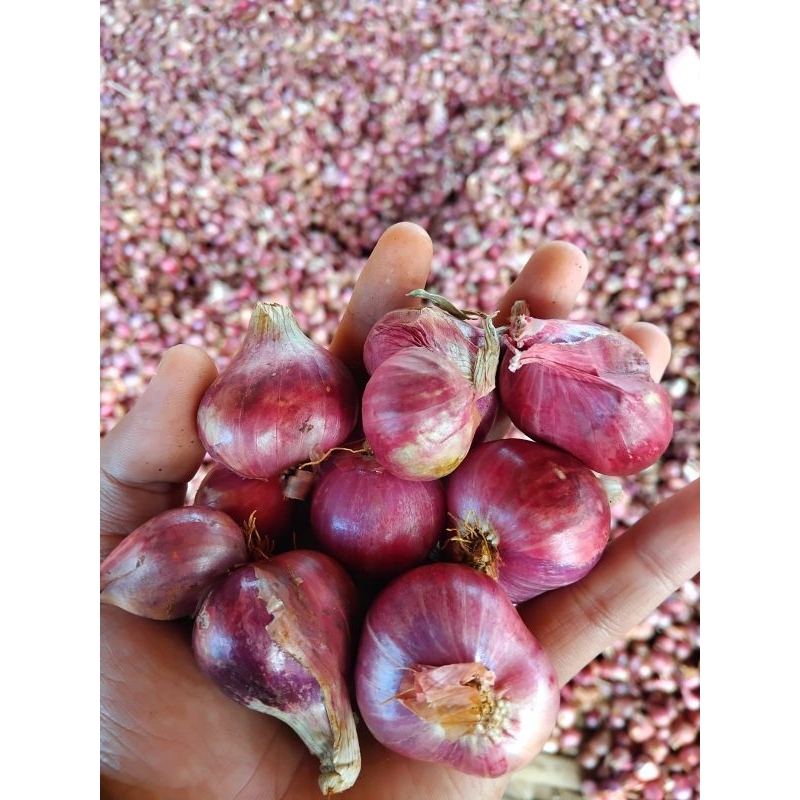 

Bawang merah besar sedang campur