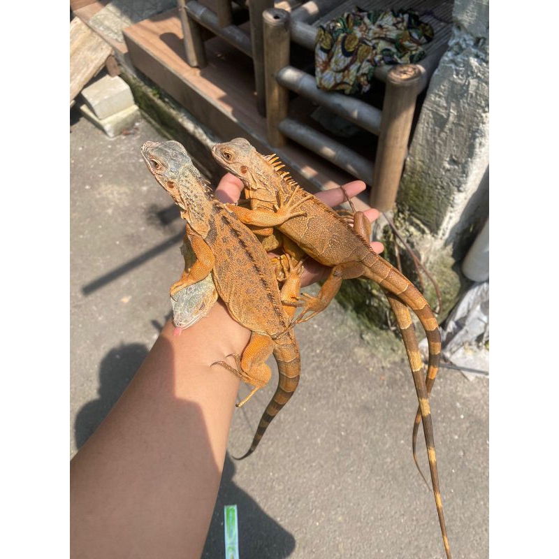 NEW- VITAMIN REPTILE IGUANA SUPER RED / IGUANA RED / SUPER RED IGUNA