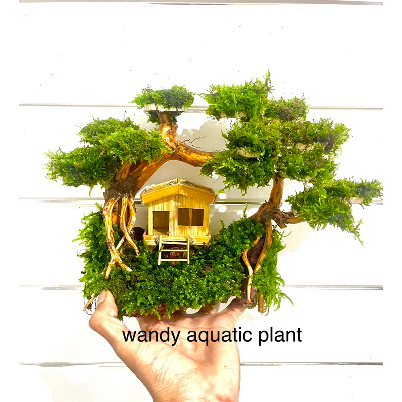 miniatur pohon bonsai rumah aquarium