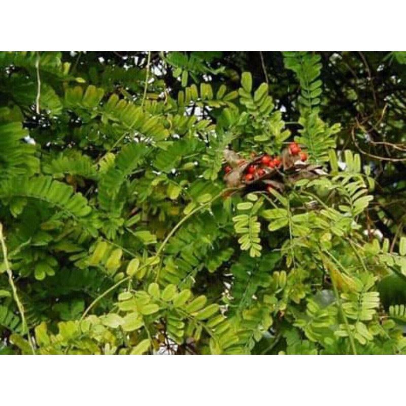 

daun saga fress 50 grm