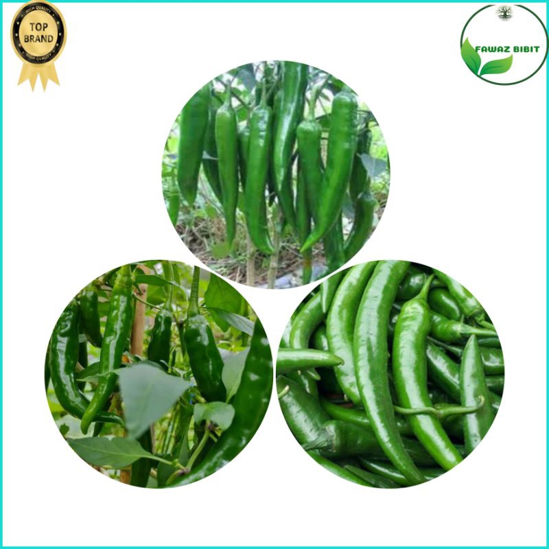 biji benih cabe hijau panjang 10 gram