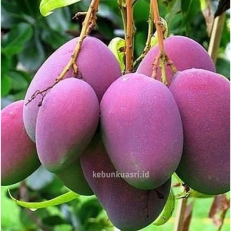 BIBIT MANGGA ERWIN HASIL CANGKOKAN