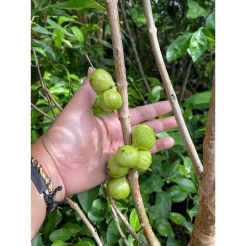 anggur white jaboticaba berbunga berbuah