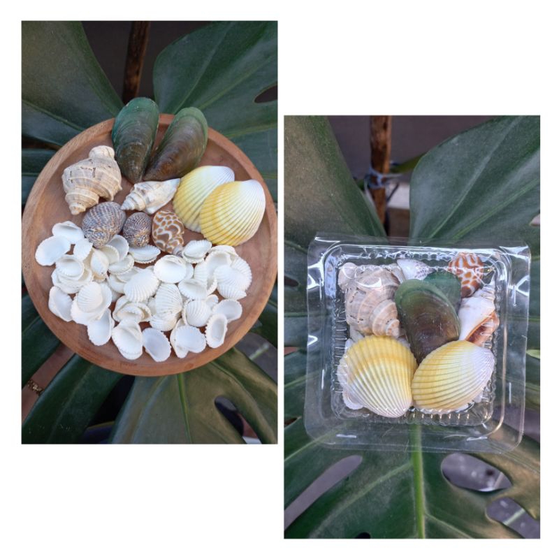 ( PAKET HEMAT ) cangkang Kerang / cangkang Kerang untuk prakarya / cangkang kerang untuk kerajinan