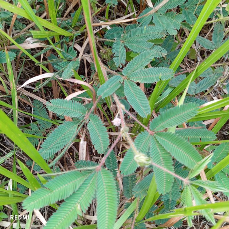 

Daun putri malu segar petik langsung 250 gram