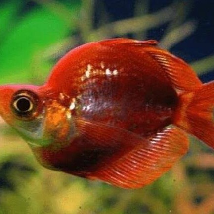 ikan rainbow merah balon jantan