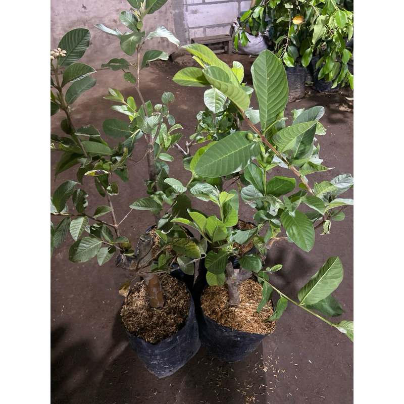 BIBIT JAMBU KRISTAL BATANG BESAR SUDAH BERBUAH BERBUNGA